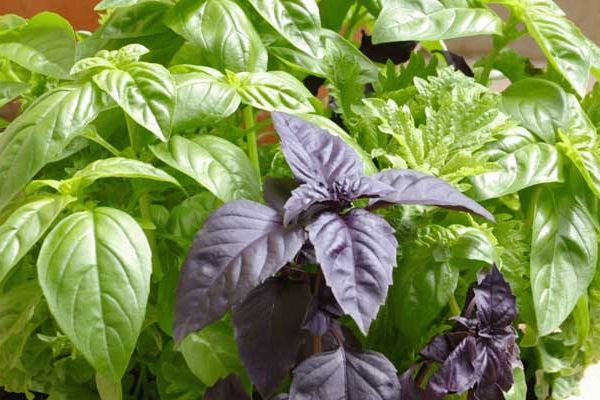 Fesleğenin bilinmeyen 8 faydası