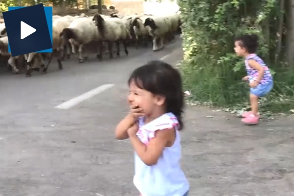 İstanbullu çocuklar ilk kez koyun görünce bakın ne yaptı!