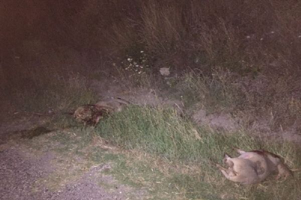 Tekirdağ'da otomobil koyun sürüsüne daldı