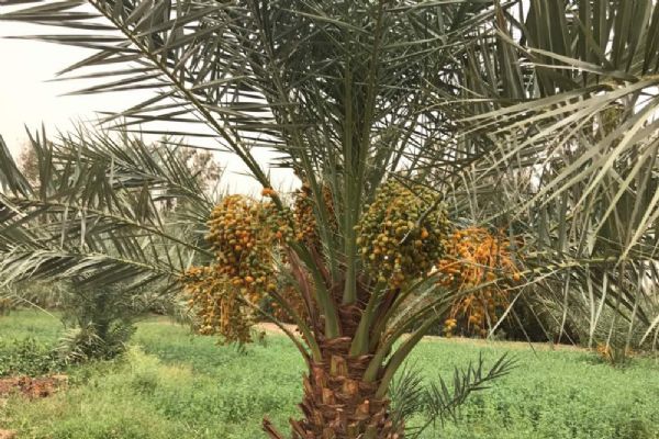 Sudan'da hurma mevsimi başladı