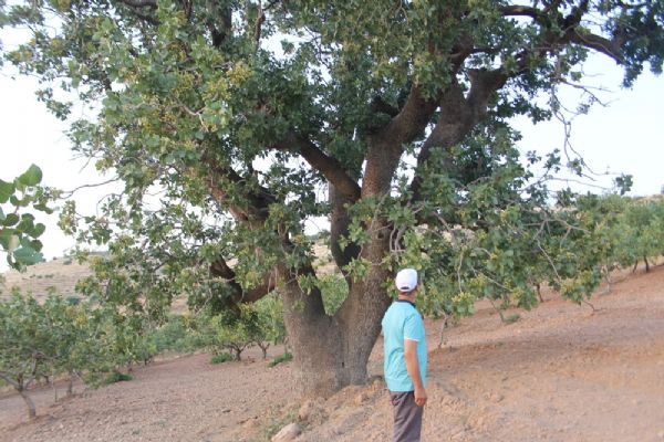 menengiç ağacı bin yaşında, iki çeşit ürün veriyor