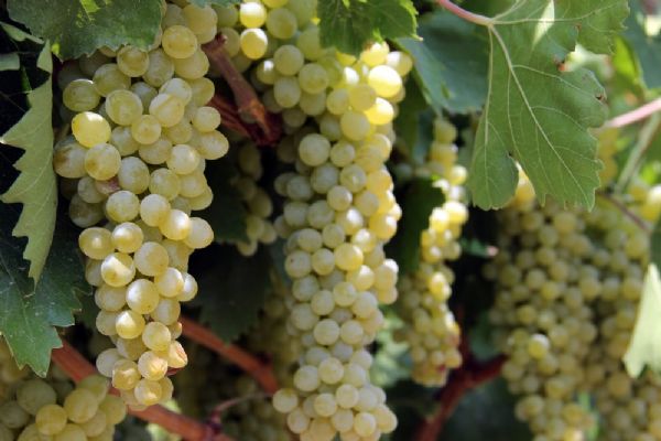 Üzümün İhracatı yarın başlıyor