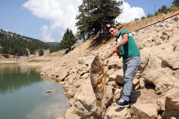 Mersin'de 10 kilo ağırlığındaki onlarca balık ölü bulundu
