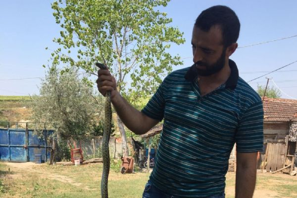 Tekirdağ'da kendisine saldıran yılanı eliyle yakaladı