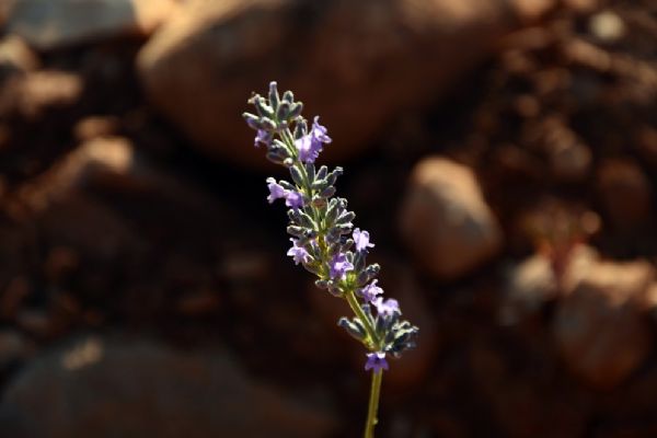 Tunceli'de Çevreyi lavanta kokuları sardı