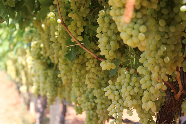 'Sultaniye' hasadı başladı