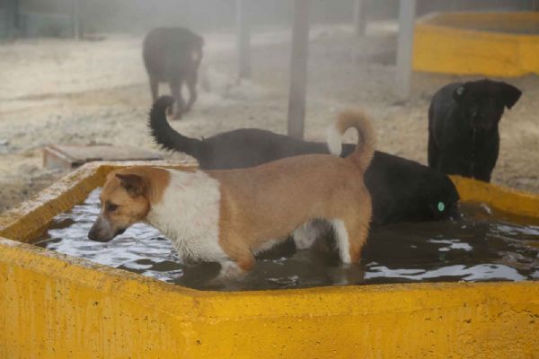 İstanbul'da Sıcak ve nemden bunalan hayvanlara buharlı serinlik