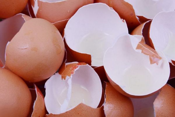 Avrupa’da 'zehirli yumurta' salgını