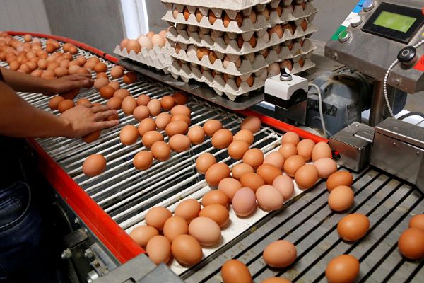 Scmidt: Zehir yumurtalara bilerek bulaştırılmış olabilir