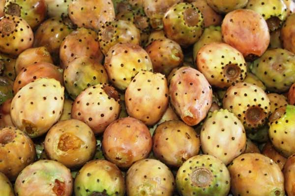 Dikenli incir çiftçiyi memnun etti