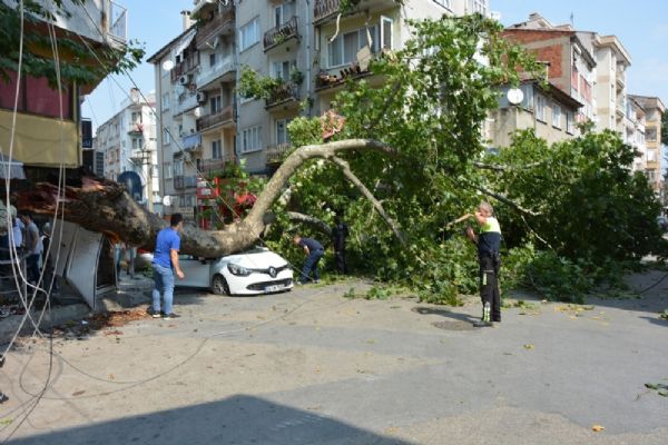 Tarihi çınar otomobilin üzerine devrildi: 1 kişi yaralandı