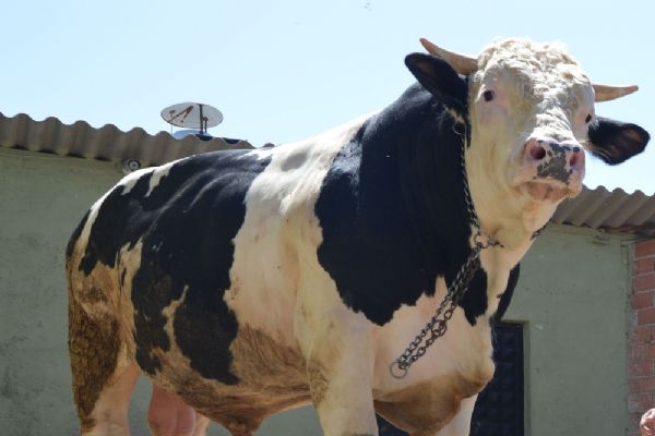 Boğaların 'Şampiyon'u: 35 bin TL ile satışa çıktı