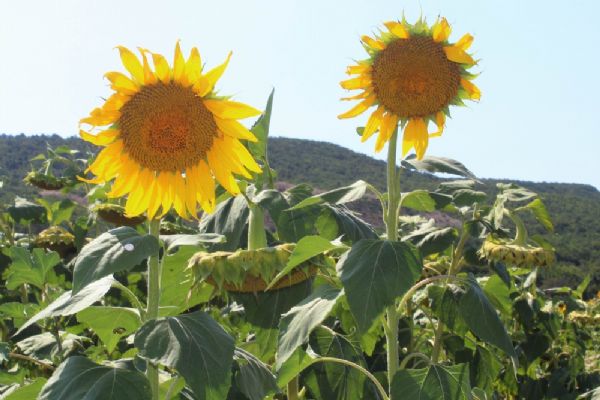 Tekirdağ'da son 50 yılın en yüksek verimi bekleniyor