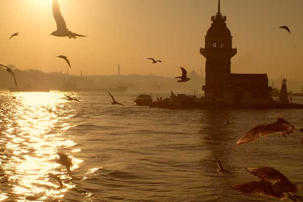 İstanbul'un leyleklerine 'nüfus sayımı' yapıldı
