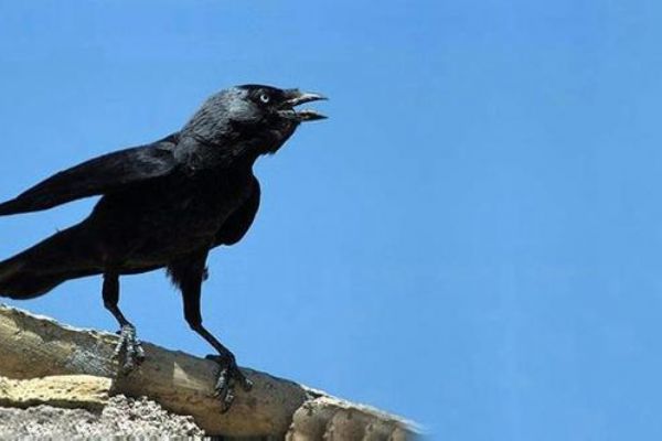 Karganın saldırdığı bebek öldü