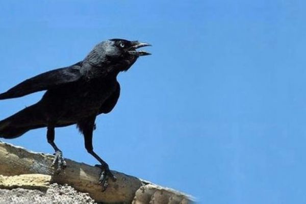 Mısır'da karganın saldırdığı 7 aylık bebek öldü!