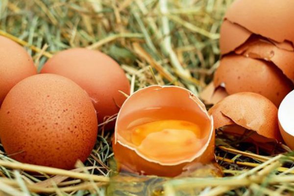 Danimarka'da 20 ton böcek ilaçlı yumurta satışa çıkartılmış