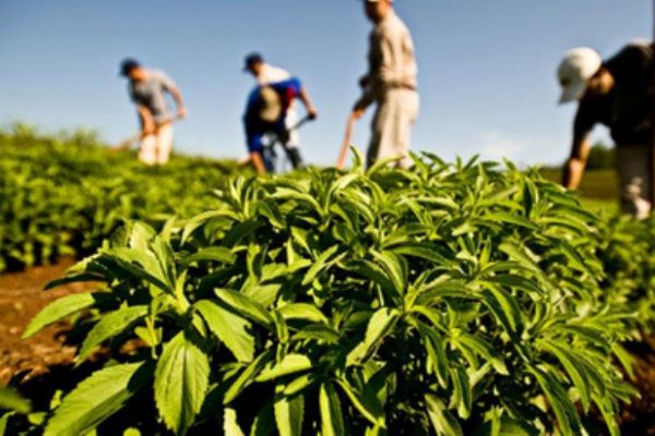 Çinliler ile Çaykur ortak fabrika kurdu
