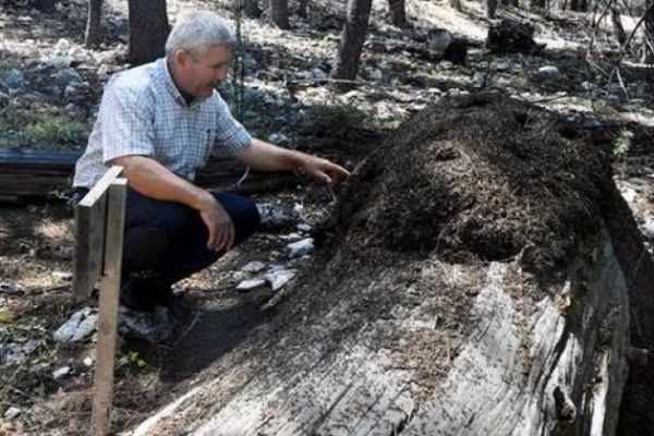 Antalya'da Sedir ormanını 46 yıldır karıncalar koruyor