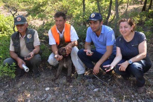 'Trüf mantarı ormanı' tespit edildi