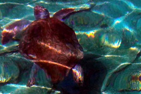 İki kişi caretta caretta saldırısına uğradı