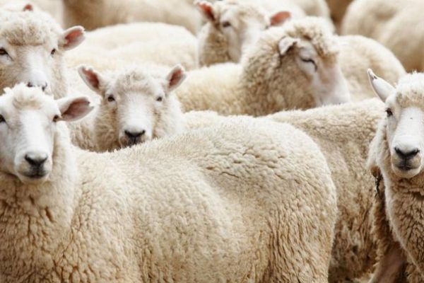 Bayram için kurbanlıklar hazır