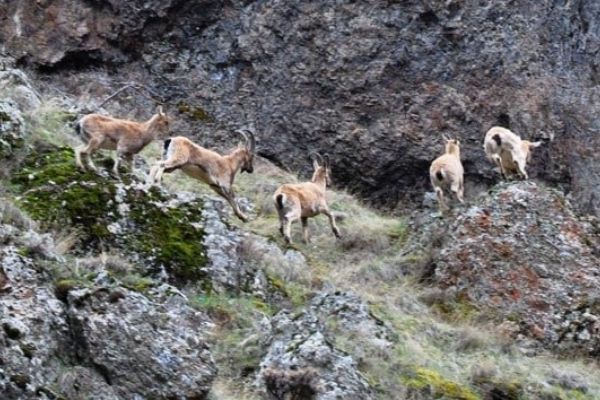 'Dersim yanıyor' yalanına fotoğraflı cevap