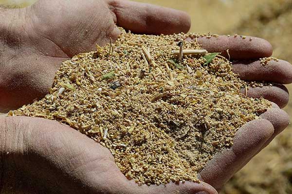 Astronot besini Kinoa