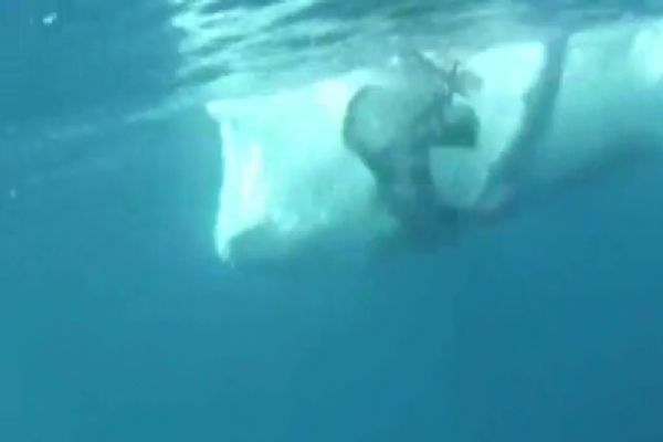 Dev balina dalgıcı teğet geçti: O anlar kamerada