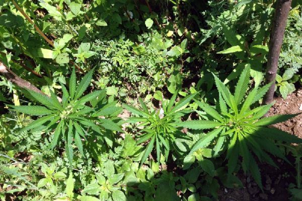 Kırklareli'nde anız tarlasında 216 bin 500 kök Hint keneviri ele geçirildi