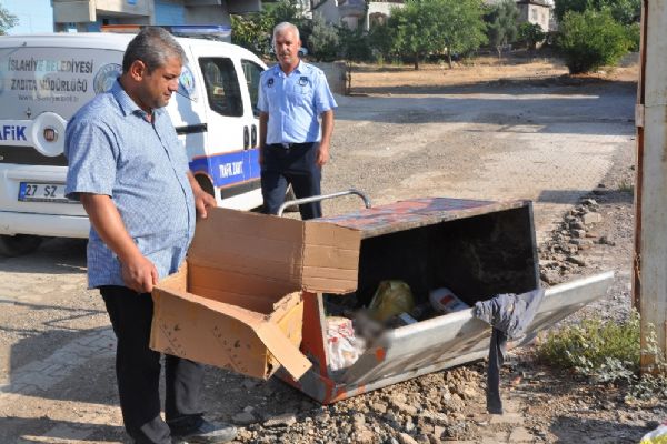 Gaziantep'te kedileri silahla öldürdüler