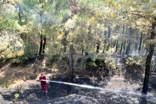 Tekirdağ'da 50 dönüm orman küle döndü
