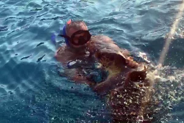 Bodrum'da bir caretta caretta saldırısı daha