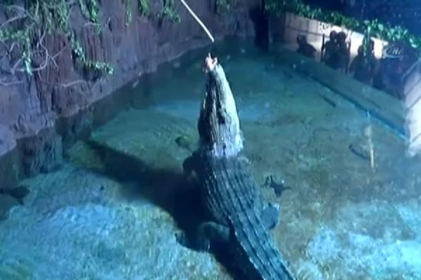 AVM'deki timsahlar büyük ilgi görüyor