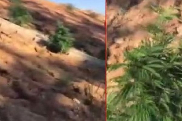 3. köprünün bağlantı yolunda hint keneviri bulundu