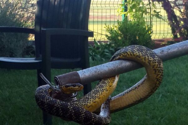 Bursa'da kuş yuvasına yem bırakırken yılanla karşılaştı