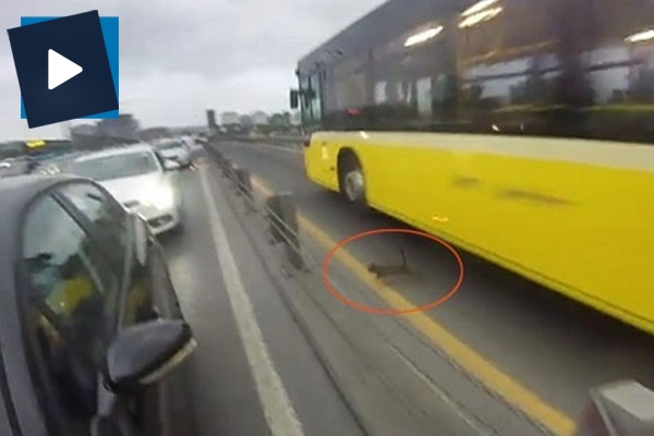 Kedi E-5'i birbirine kattı!