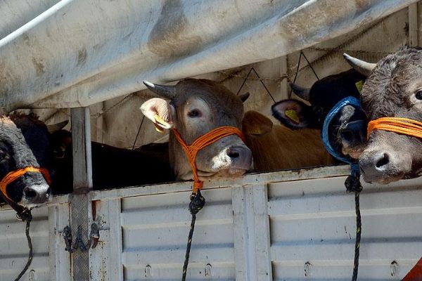 İstanbul'a kurbanlıklar 17 Ağustos'ta İstanbul'a gelecek