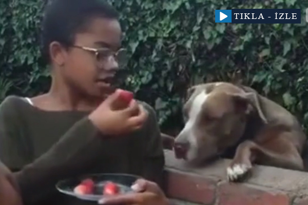 Hayal kırıklığına uğrayan köpek