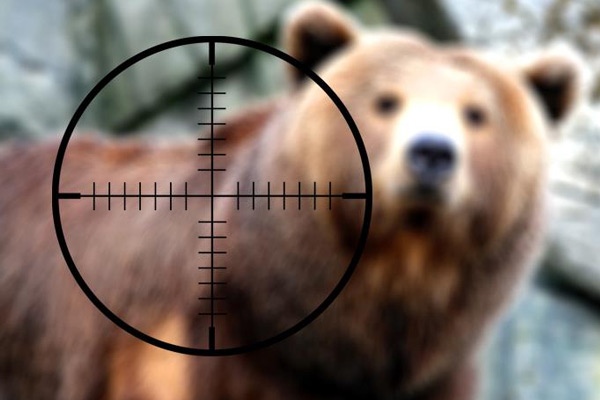 Rusya'da alışveriş merkezine giren ayı öldürüldü