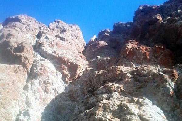 Kurt korkusu koyunları telef etti