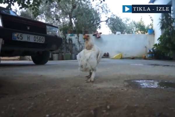 Penguen gibi yürüyen tavuk