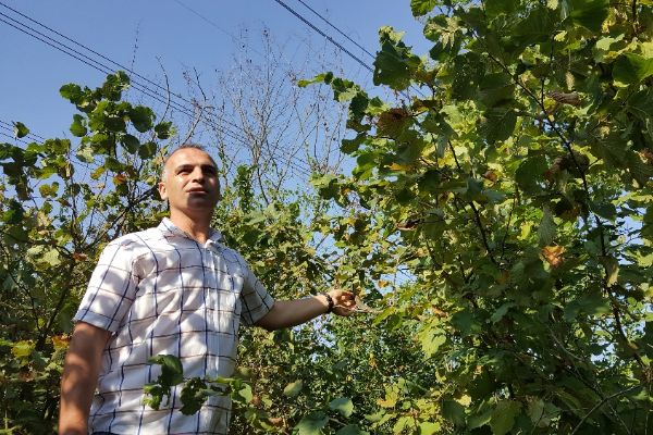Düzce'de dalından fındığı çaldılar