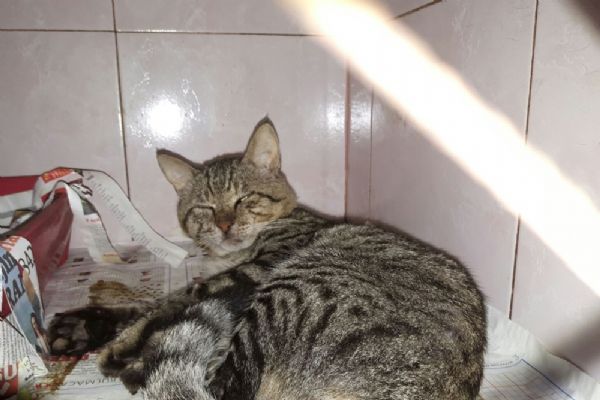 Antalya'da bir kediyi daha tüfekle vurdular