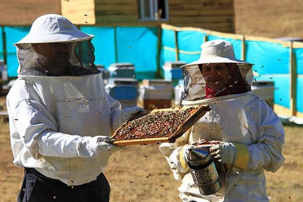 Anzer Balı üretiminde rekor