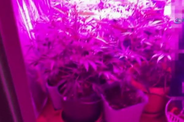 İstanbul'da çiçek saksısında Hint keneviri ele geçirildi