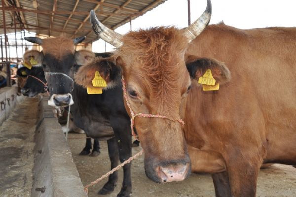 Kurban alırken dikkat