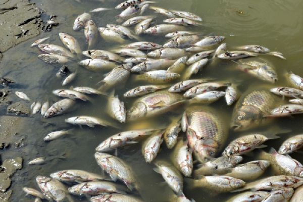 Tekirdağ'da bilinçsiz sulama nedeniyle binlerce balık telef oldu