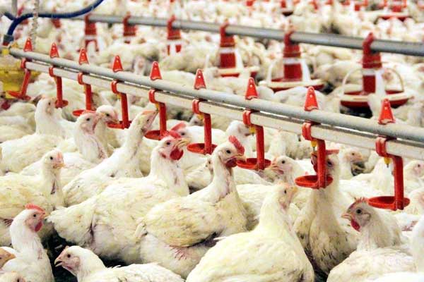 Beyaz et sektöründe civciv krizi yaşanıyor