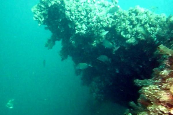 Depremin batık şehri 18 yıl sonra balıkların yuvası haline geldi